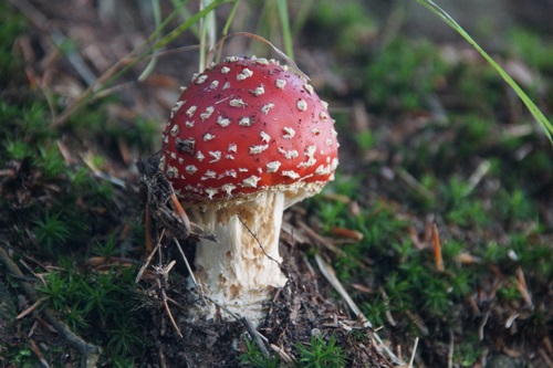 foto_1